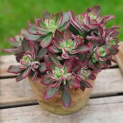 Echeveria Pulvinata Devotion ('BCEC-12.001') (PBR) | 17cm Pot