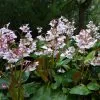 Bergenia Pink Ice | 2 Litre Pot