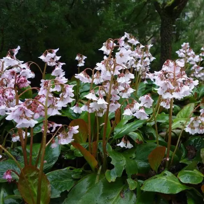 Bergenia Pink Ice | 2 Litre Pot 3 Bergenia Pink Ice | 2 Litre Pot