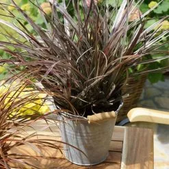 Astelia Red Shadow ('A1') (PBR) | 2 Litre Pot