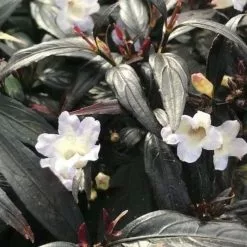 Strobilanthes Anisophyllus Asam | 2 Litre Pot