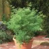 Acer Palmatum Seiryu | 3L Pot -Perennial Plants Sales Store PL30005329 45cc