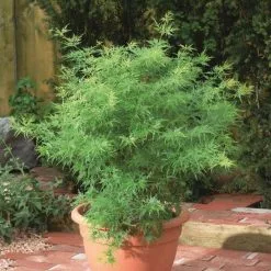 Acer Palmatum Seiryu | 3L Pot