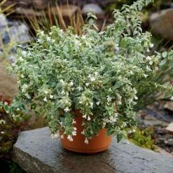 Abelia × Grandiflora Lucky Lots ('Wevo2') (PBR) | 2L Pot