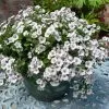 Gypsophila Pretty Maid ('Yatgyp') (PBR) | 2L Pot