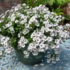 Gypsophila Pretty Maid ('Yatgyp') (PBR) | 2L Pot