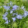 Agapanthus Little Dutch Blue | 2L Pot -Perennial Plants Sales Store PL30005336 f005