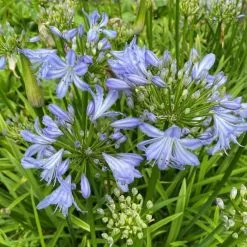 Agapanthus Little Dutch Blue | 2L Pot