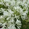 Agapanthus Little Dutch White | 2L Pot -Perennial Plants Sales Store PL30005337 30ab