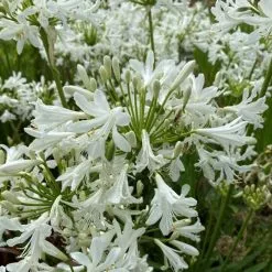 Agapanthus Little Dutch White | 2L Pot