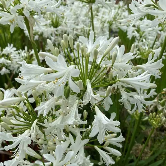 Agapanthus Little Dutch White | 2L Pot 3 Agapanthus Little Dutch White | 2L Pot