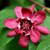 Calycanthus × Raulstonii Hartlage Wine | 12L Pot