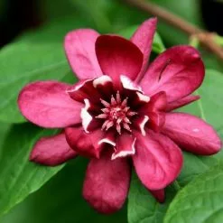 Calycanthus × Raulstonii Hartlage Wine | 12L Pot