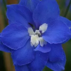 Delphinium Blue Nile | 2 Litre Pot