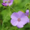 Corynabutilon X Suntense | 2 Litre Pot -Perennial Plants Sales Store PL30005344 2671