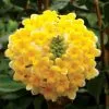 Edgeworthia Chrysantha Grandiflora | 12L Pot -Perennial Plants Sales Store PL30005354 dd9c