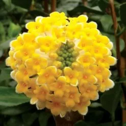 Edgeworthia Chrysantha Grandiflora | 12L Pot