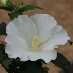 Hibiscus Syriacus William R. Smith | 12L Pot