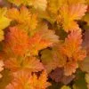 Physocarpus Opulifolius Amber Jubilee ('Jefam') (PBR) | 12L Pot