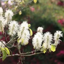 Fothergilla Major | 12L Pot