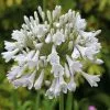 Agapanthus Windsor Grey | 2L Pot