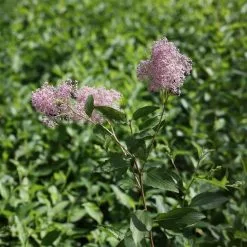 Ceanothus Marie-rose | 2L Pot