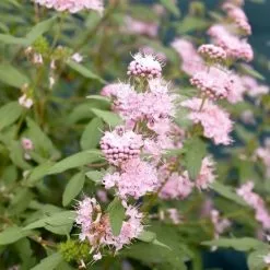 Caryopteris × Clandonensis Stephi ('Lisstep') PBR) | 2L Pot