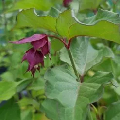 Leycesteria Formosa Purple Rain | 2 Litre Pot