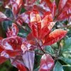 Photinia × Fraseri Canivily | 2L Pot