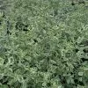 Prostanthera Ovalifolia Variegata | 2L Pot -Perennial Plants Sales Store PL30005388 7bde