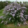 Buddleja Grand Cascade ('PP30868') (PBR) | 2L Pot -Perennial Plants Sales Store PL30005389 21cc
