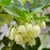 Enkianthus Campanulatus Prettycoat ('Jww10') (PBR) | 2L Pot -Perennial Plants Sales Store PL30005393 429f