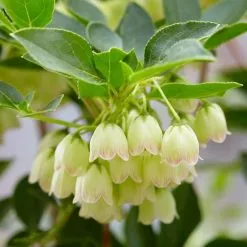 Enkianthus Campanulatus Prettycoat ('Jww10') (PBR) | 2L Pot