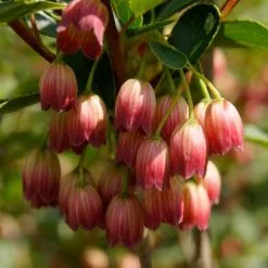 Enkianthus Campanulatus Pagoda | 2L Pot