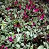 Fuchsia Microphylla Subsp. Hemsleyana Silver Lining | 2 Litre Pot