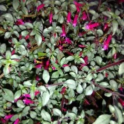 Fuchsia Microphylla Subsp. Hemsleyana Silver Lining | 2 Litre Pot