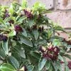 Pittosporum Tenuifolium Godsmarks Green ('Heamark') (PBR) | 2 Litre Pot 1 Pittosporum Tenuifolium Godsmarks Green ('Heamark') (PBR) | 2 Litre Pot -Perennial Plants Sales Store PL30005398 0e79