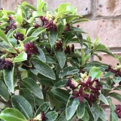 Pittosporum Tenuifolium Godsmarks Green ('Heamark') (PBR) | 2 Litre Pot