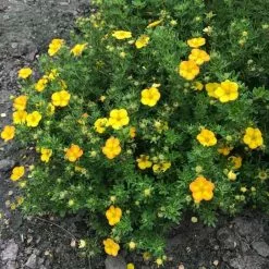 Potentilla Fruticosa Bella Lindsey ('Hendlin') (PBR) | 2L Pot