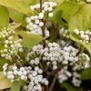 Callicarpa Bodinieri Snowstar | 2L Pot