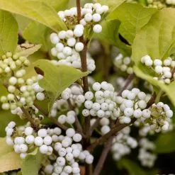 Callicarpa Bodinieri Snowstar | 2L Pot
