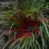 Fascicularia Bicolor | 9cm Pot -Perennial Plants Sales Store PL30005434 d10e