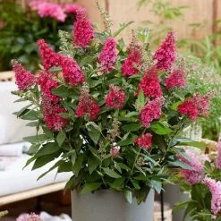 Buddleja Little Ruby ('BotEx 006') (PBR) (Butterfly Candy Series) | 2L Pot