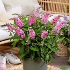 Buddleja Little Pink (’BotEx 005’) (PBR) (Butterfly Candy Series) | 2L Pot