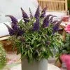 Buddleja Little Purple (’BotEx 001’) (PBR) (Butterfly Candy Series) | 2 Litre Pot