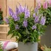 Buddleja Little Lila (’BotEx 004’) (PBR) (Butterfly Candy Series) | 2L Pot