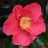 Camellia Japonica Doctor King | 10L Pot