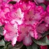 Rhododendron XXL ('Hort02') (PBR) | 5 Litre Pot -Perennial Plants Sales Store PL30005464 7e6a