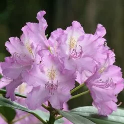 Rhododendron Robert Seleger | 2 Litre Pot