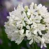 Agapanthus Snow Crystal | 2L Pot -Perennial Plants Sales Store PL30005470 141c